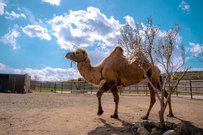 Cretan Animal Welfare Centre