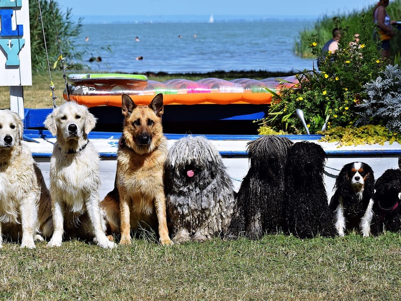 Keszthelyi Kutyás Park (Helikon Park dog run)
