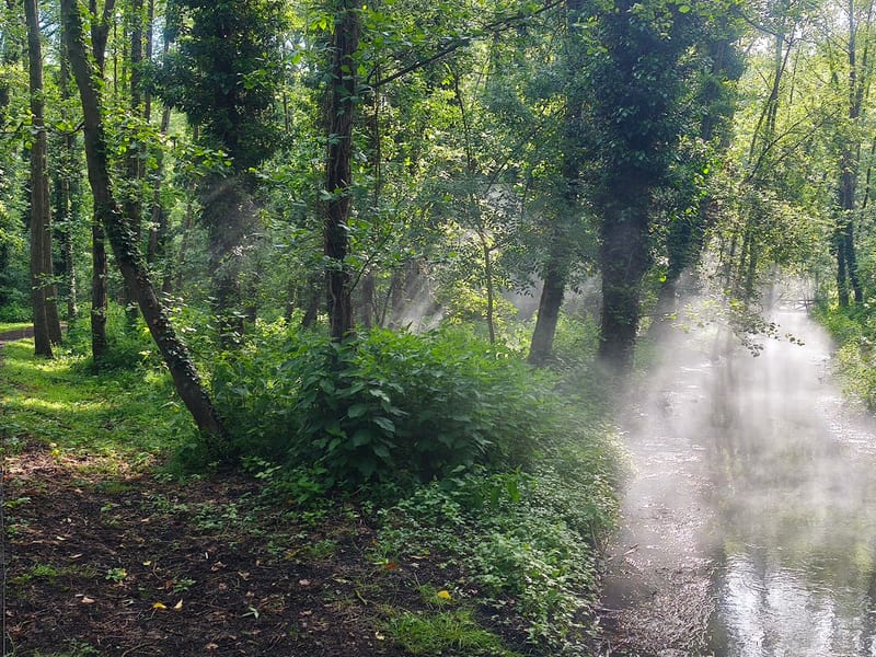 Véderdő (Hévíz Protected Forest Park)
