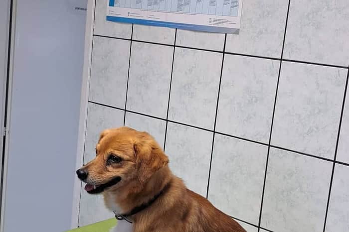 Veterinarska ambulanta Lota (Stari Grad)