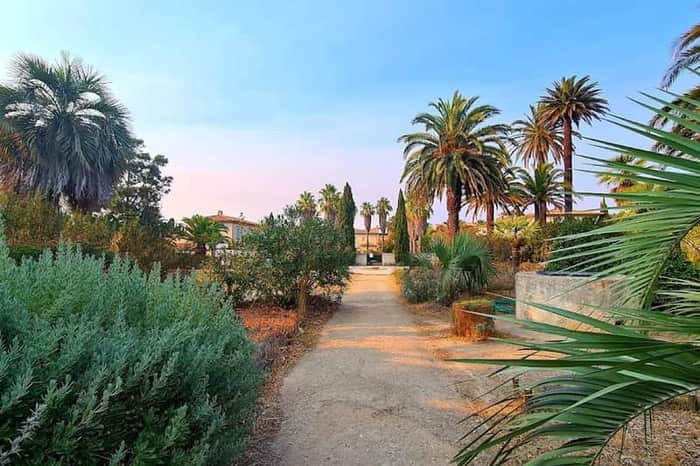 Avenue Gambetta palm walk
