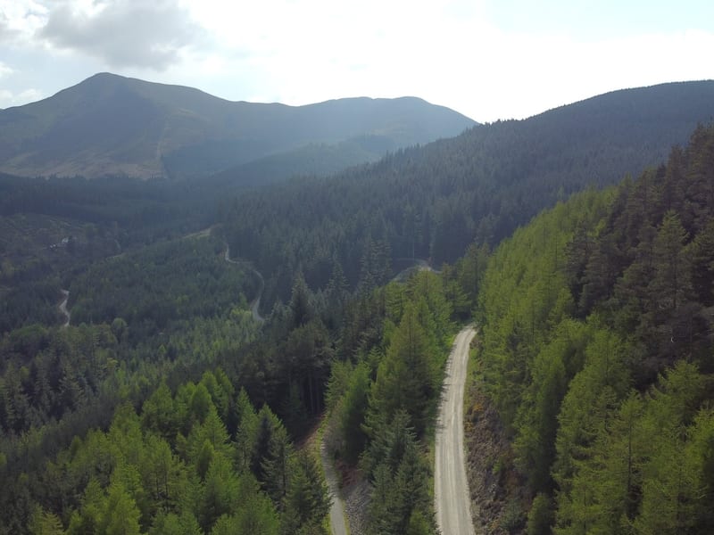 Whinlatter Forest