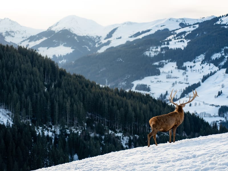 Wildpark Tirol Aurach