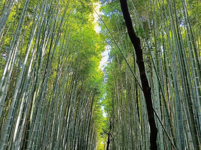 Arashiyama Bamboo Grove Path