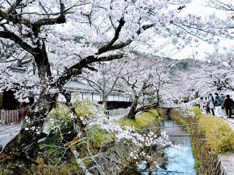 Philosopher's Path (Tetsugaku-no-michi)