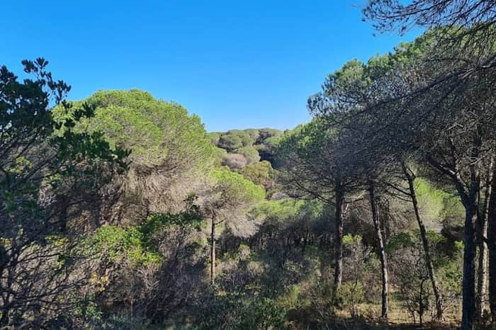Mata Nacional do Barão de São João