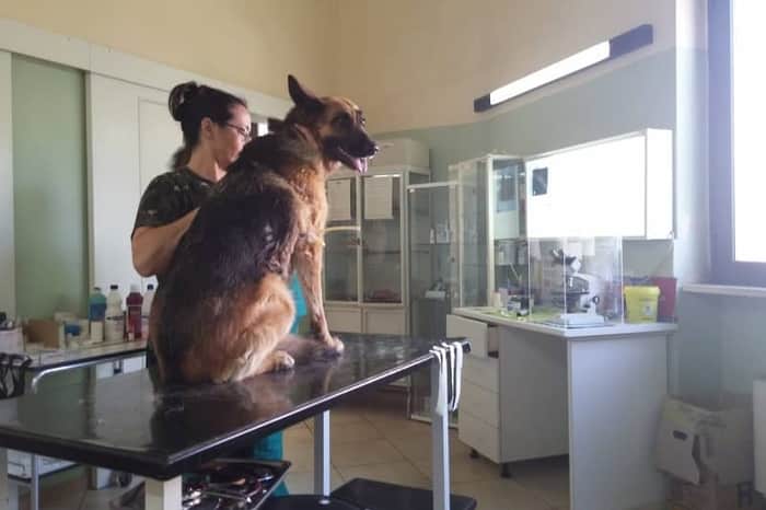 Ambulatorio Veterinario Dr. Caputo