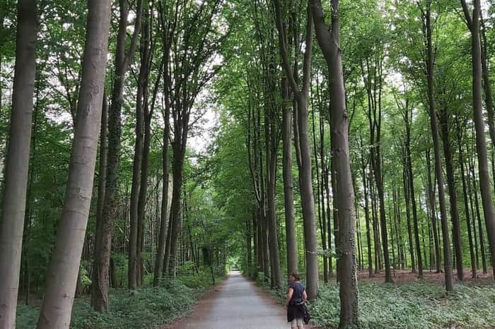 Heverleebos and Meerdaalwoud Forests