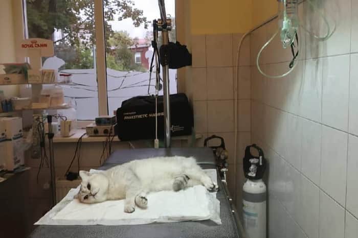 Dzintara veterinara klinika