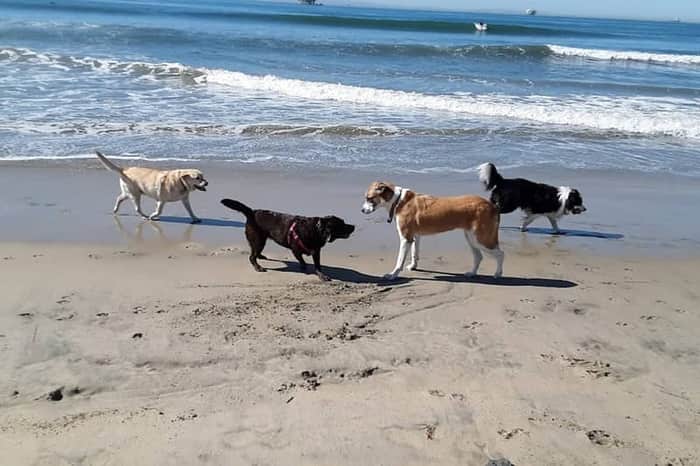 Huntington Dog Beach (Orange County)