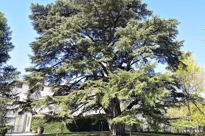 Orto Botanico di Lucca