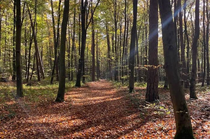 Bambësch Forest