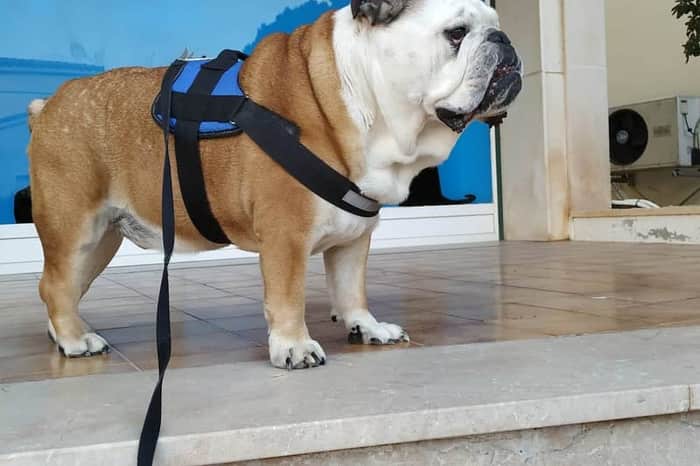 Clínica Veterinària Rafael Coll Roselló