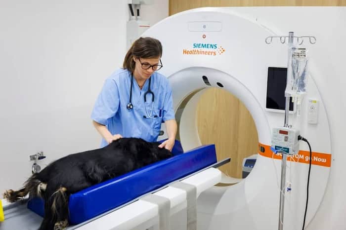 Veterinärhuset Öresund