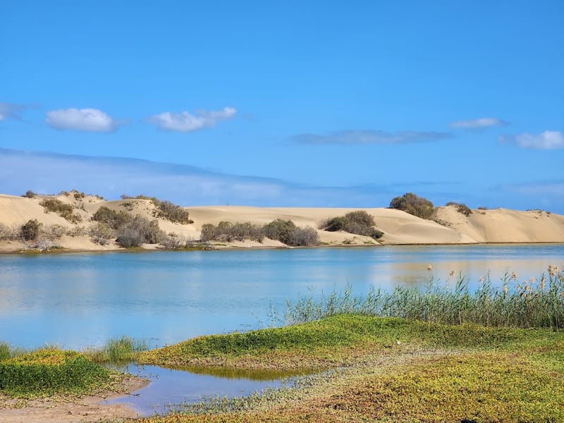 La Charca de Maspalomas
