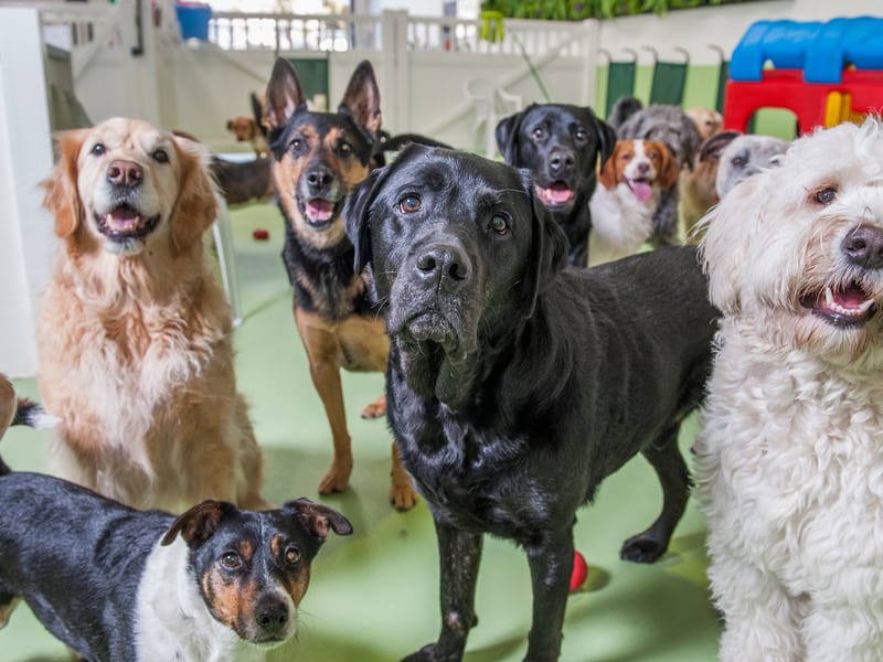 Diggiddy Doggy Daycare