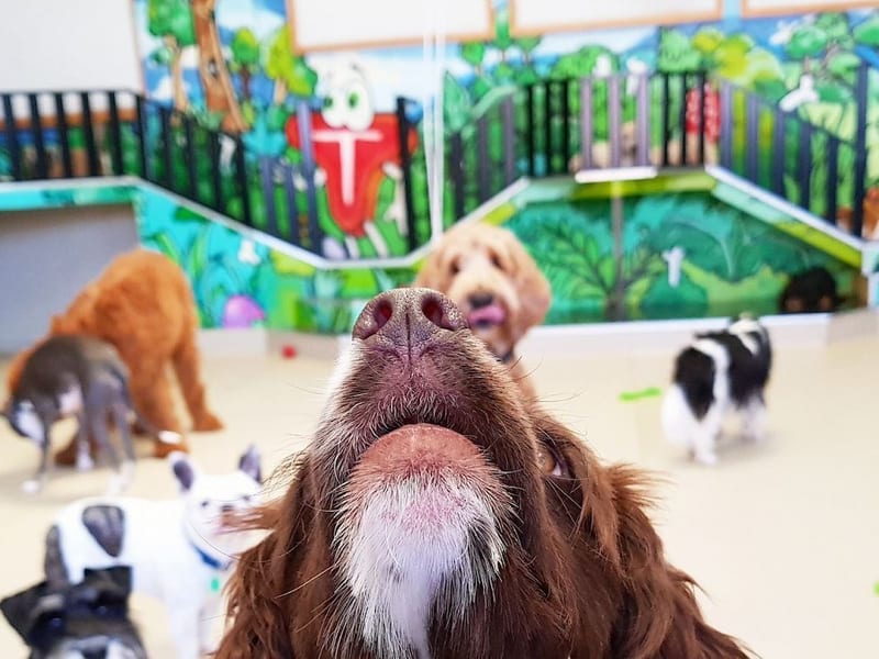 Dogs HQ
