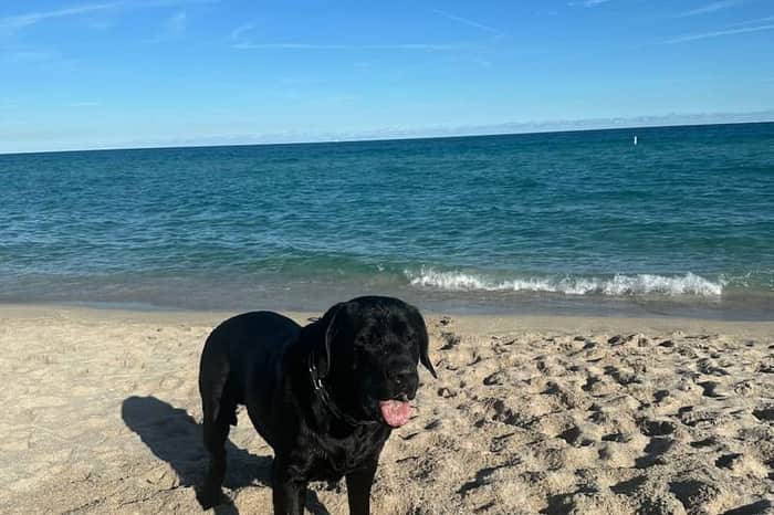 Haulover Dog Beach