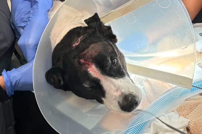 Veterinary Emergency Group (VEG) Miami
