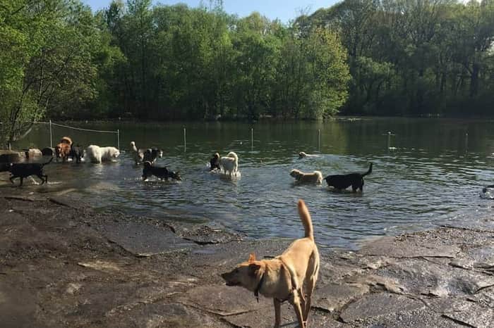 Prospect Park Dog Beach