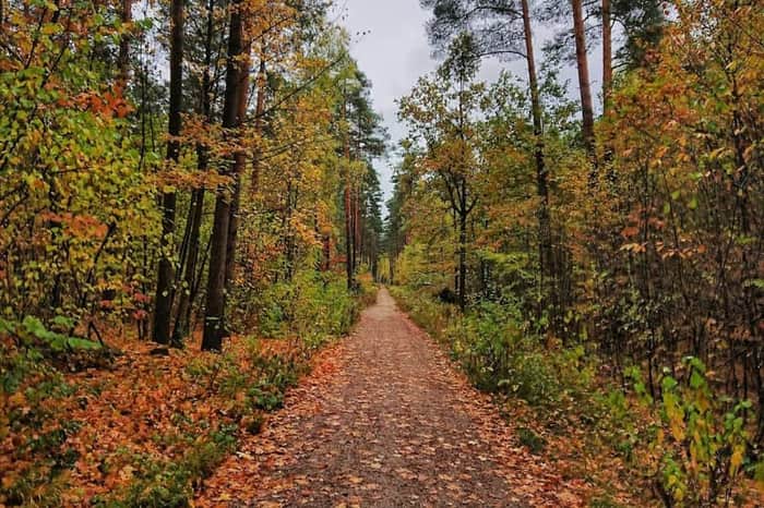 Reichswald (Sebalder Reichswald)