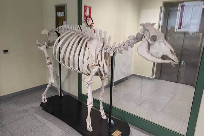 Ospedale Veterinario Universitario Didattico (OVUD)