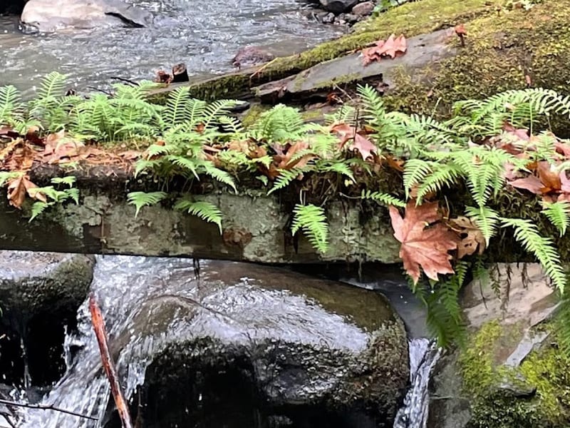 Forest Park