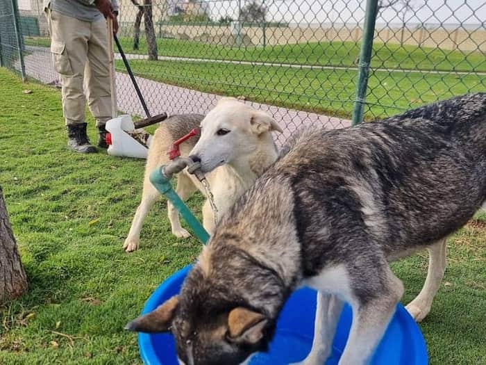 RAK Animal Welfare Centre (RAKAWC) Clinic