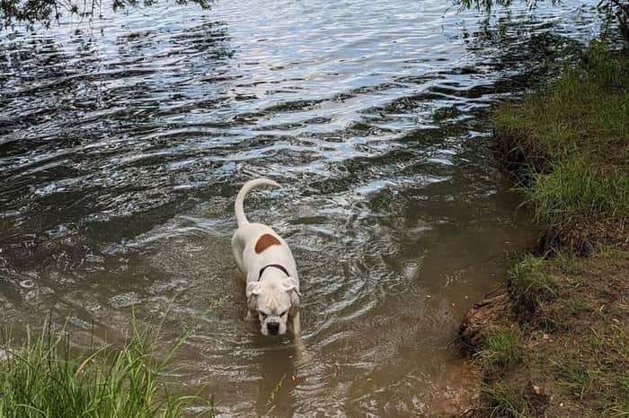 Hundebadeplatz Winzer (Donau)