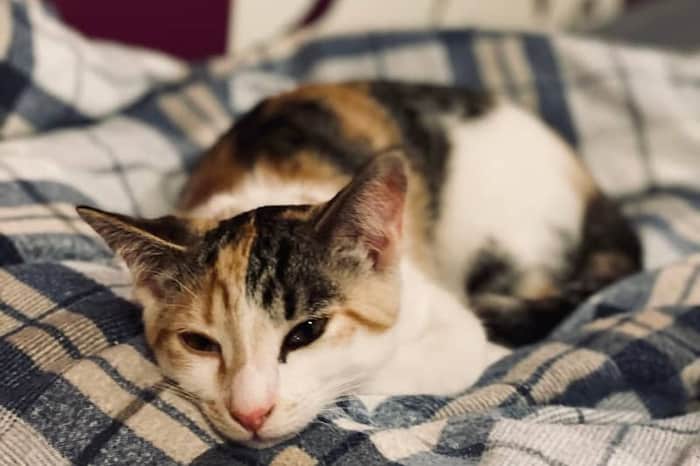 Dýrasjúkrahúsið (Animal Hospital Reykjavik)