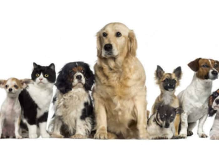 Clinica Veterinaria Privata Casa del Cane e del Gatto
