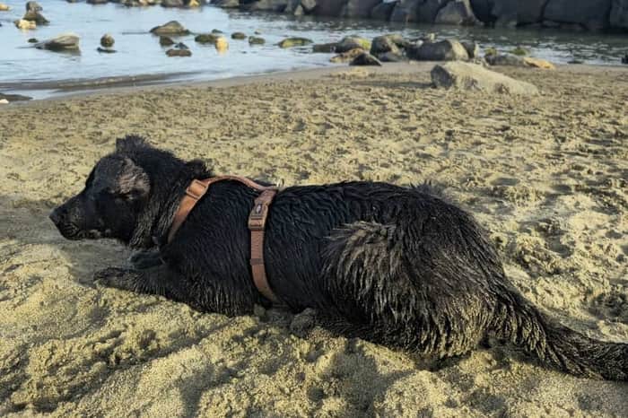 Ostia Levante, Spiaggia per Cani