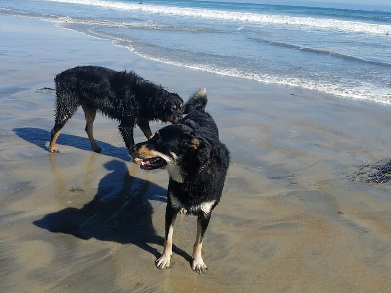 Coronado Dog Beach (North Beach)