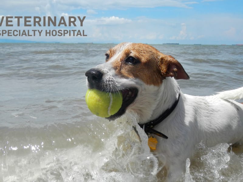 Veterinary Specialty Hospital of San Diego