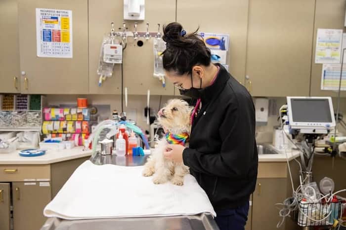 San Francisco Animal Medical Center (SFAMC)