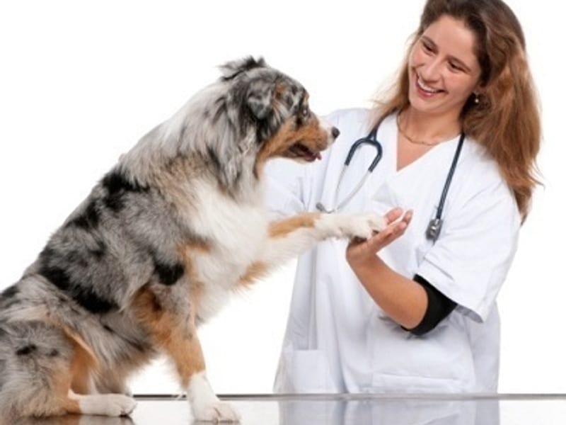 Studio Veterinario Dr.ssa Alexandra Cafasso