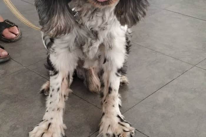 Clínica Veterinaria San Antonio