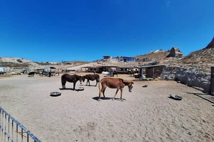SAWA (Santorini Animal Welfare Association)