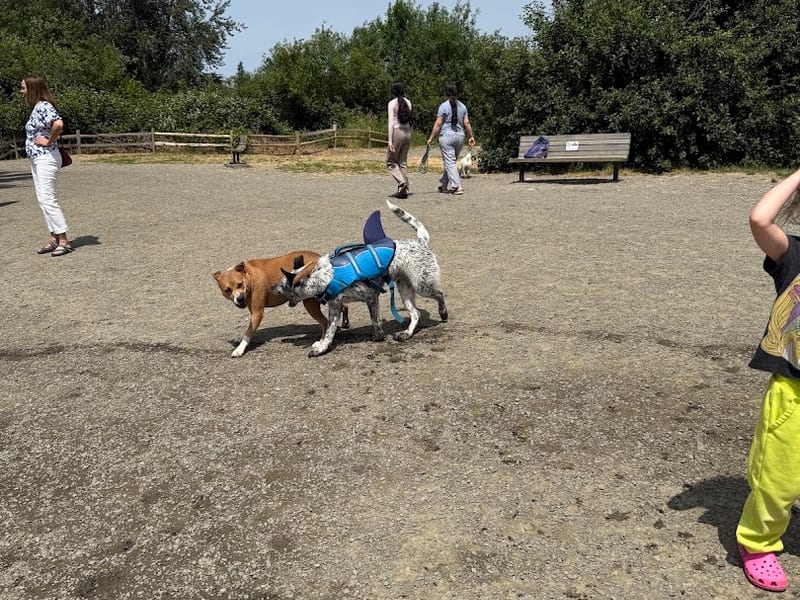 Marymoor Park Off-Leash Area