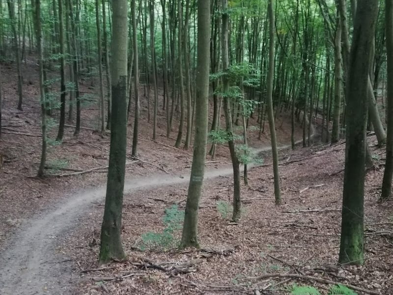 Trójmiejski Park Krajobrazowy (Lasy Sopockie)