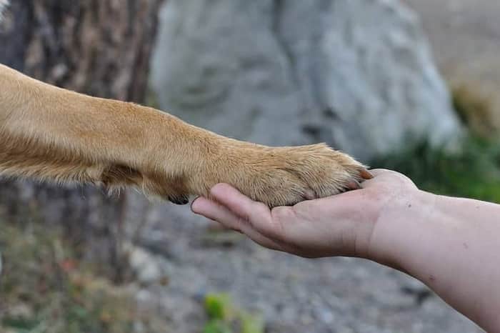 Clinica Veterinaria Sorrento
