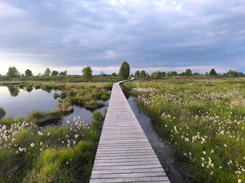 Hautes Fagnes (High Fens)