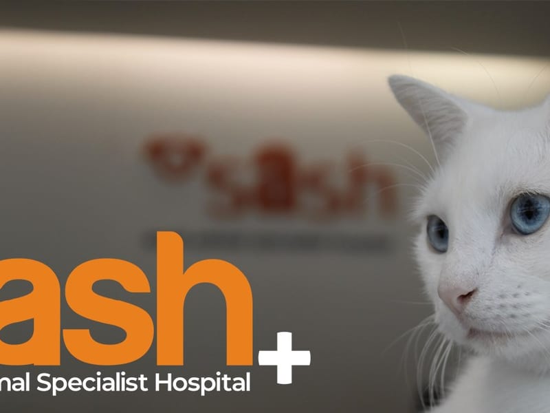 SASH North Ryde (Small Animal Specialist Hospital)