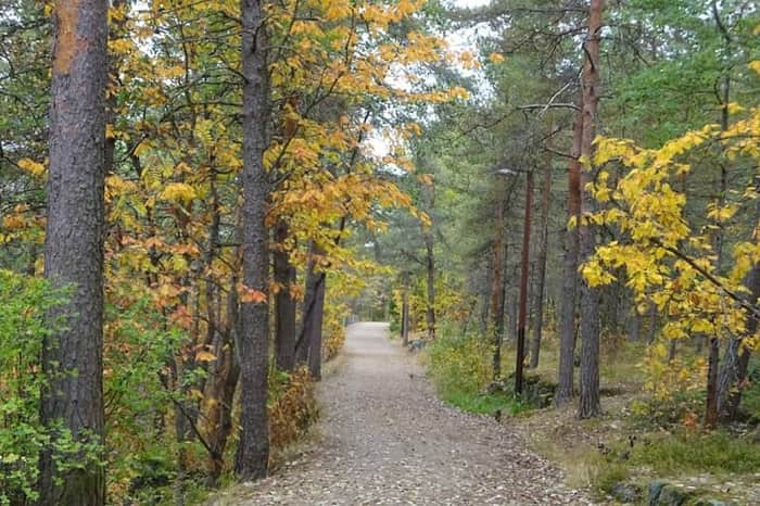 Pyynikki Ridge Forest
