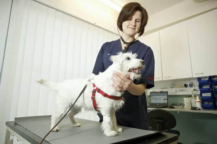 Univet Tampere