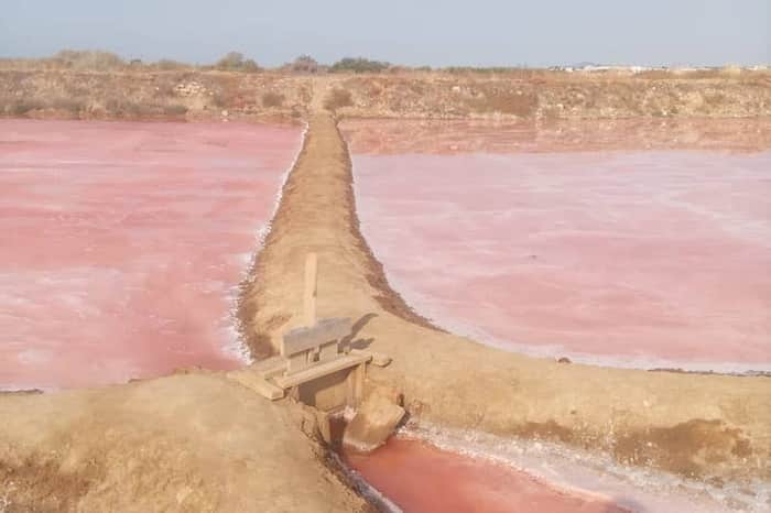 Salinas de Tavira (Ria Formosa salt pans)