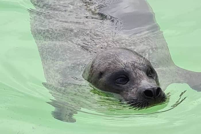 EcoMare seal and seabird sanctuary