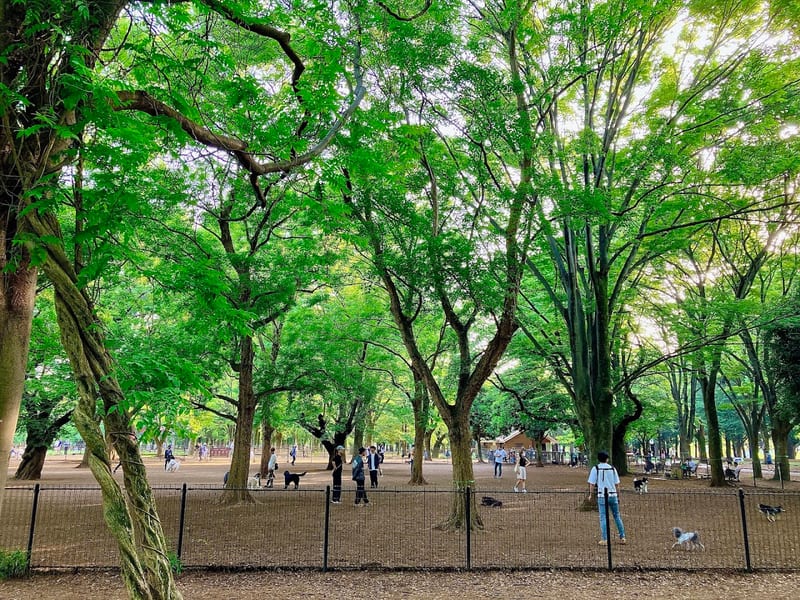 Yoyogi Park Dog Run