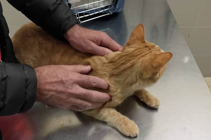 Clรญnica Veterinaria Anicura Toledo