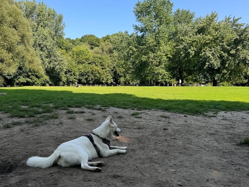 Sunnybrook Park Off-Leash Area